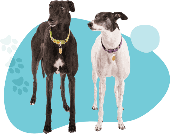 よし！ゴハンにしよう。より飼主のみなさんへ