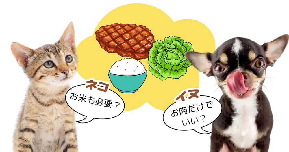 イヌは雑食・ネコは肉食？