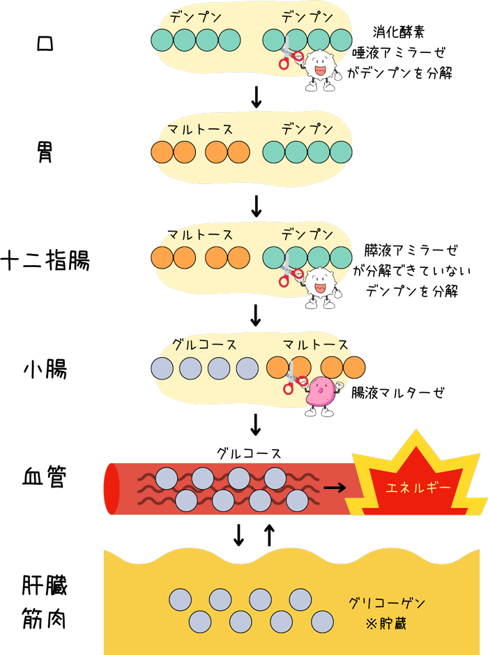 デンプンの消化 人の場合 - よし！ゴハンにしよう。by micky