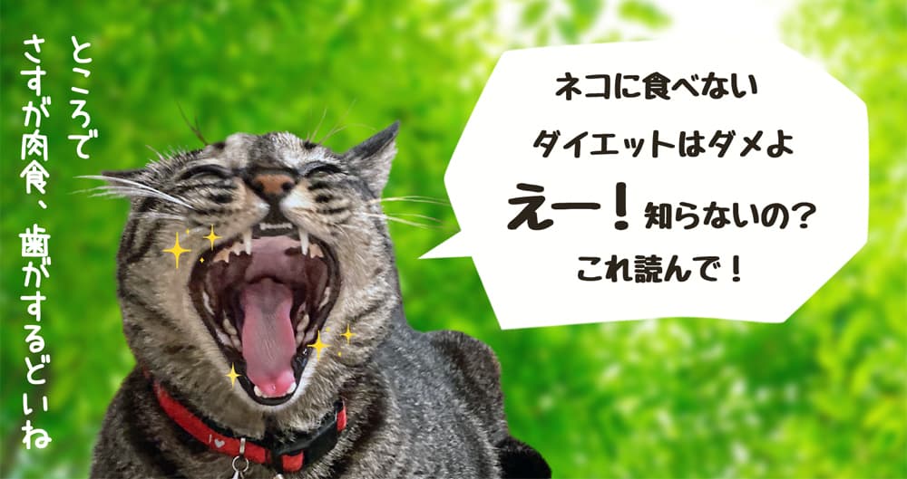 ネコのダイエットは注意が必要な理由とは？ - よし！ゴハンにしよう。