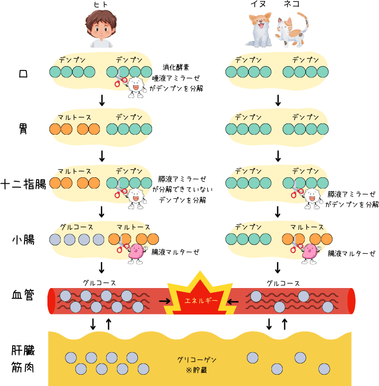 イヌとネコのデンプンの消化の図｜よし！ゴハンにしよう。｜犬と猫の栄養学