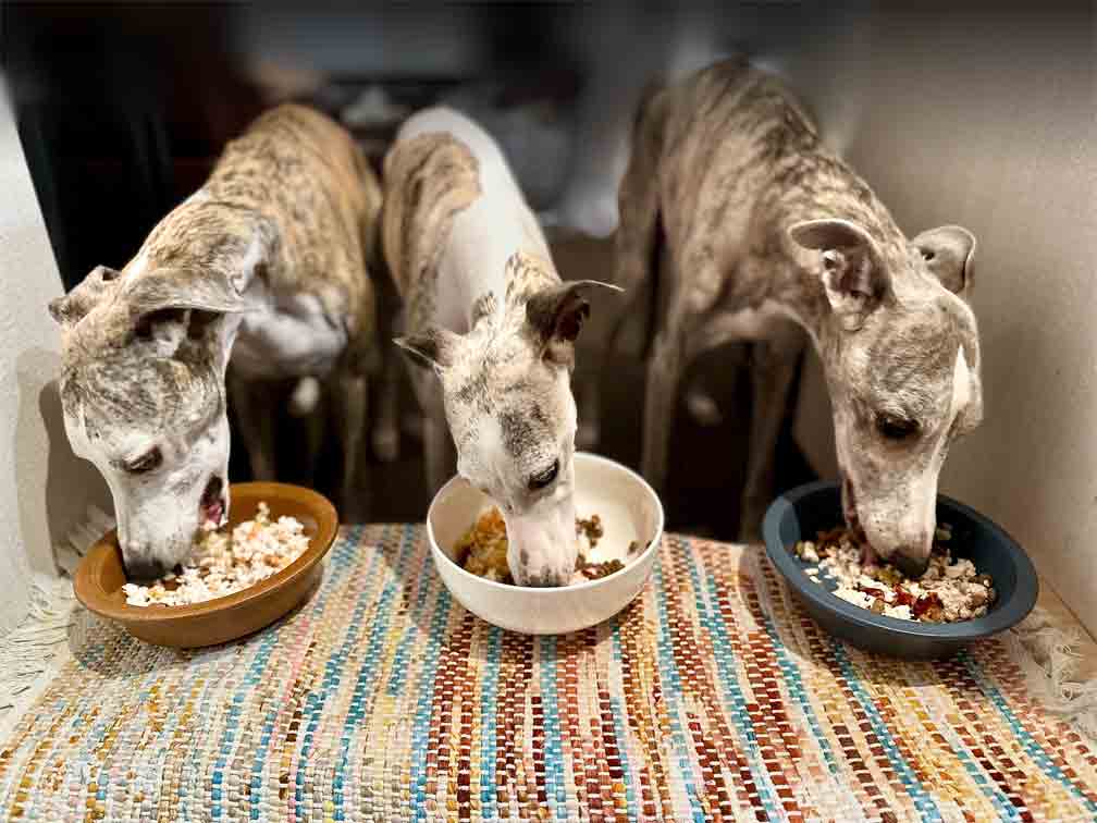 ウィペットのぽー、バドとあさの写真