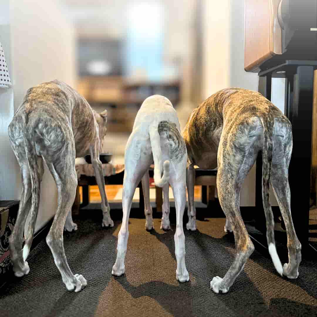 ウィペットのぽー、バドとあさの写真