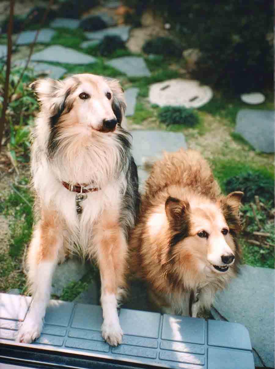 リンとベルの写真