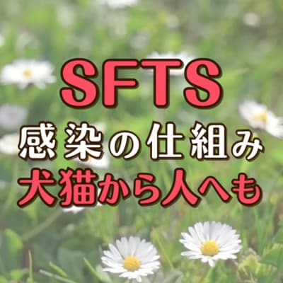SFTS感染の仕組み犬猫の人へも