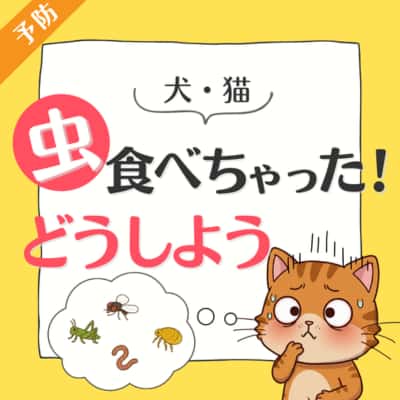 @rin.bellu ペット栄養管理士